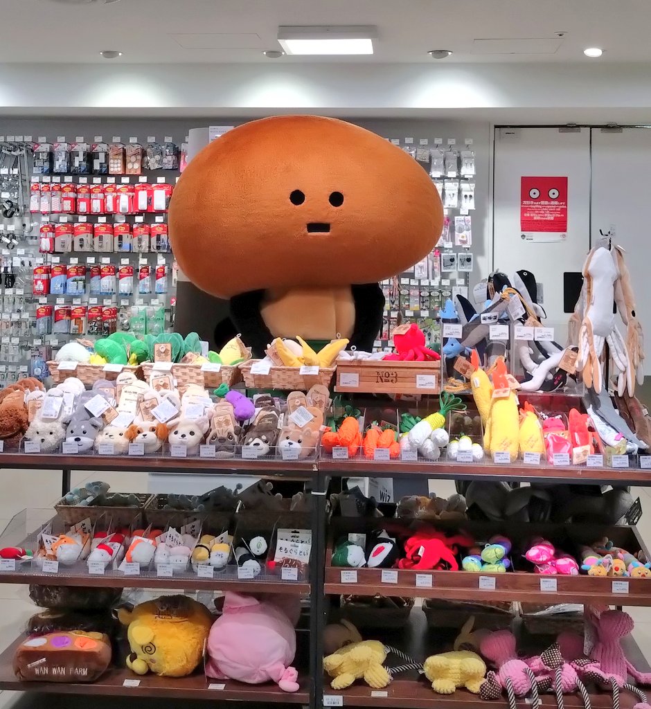 MISTYきのこ tweet media