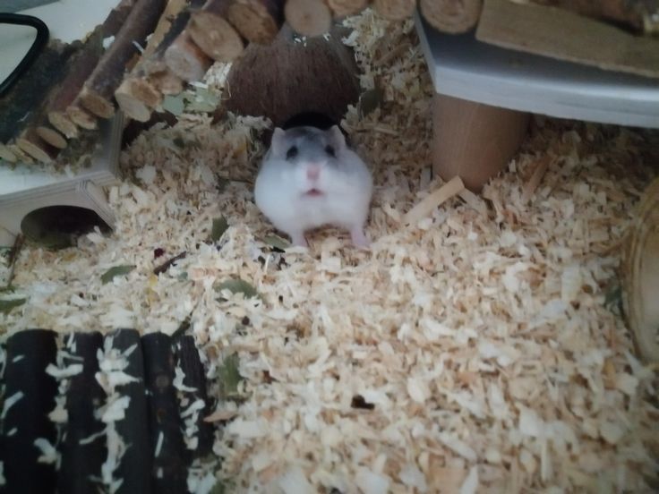 Tweets Of Hamster tweet media