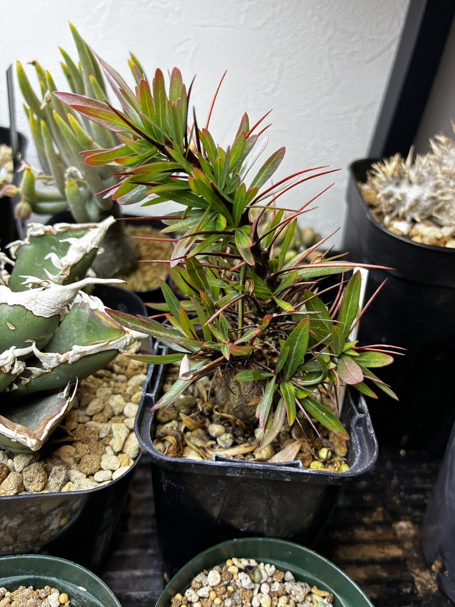 純血にして熱血のアガベラバー ハイドロ・ベアルートメリクロン・オンザゼオライト tweet media