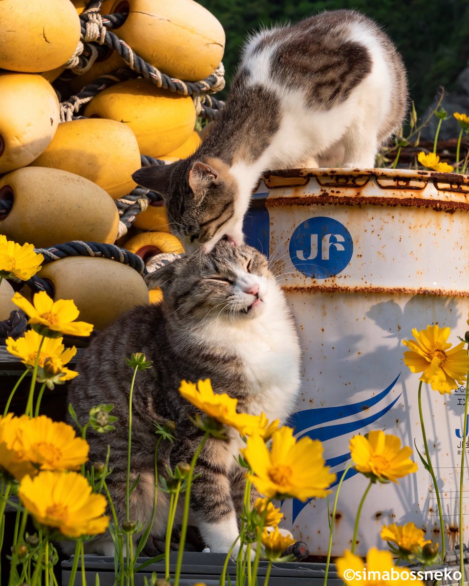 simabossneko 写真集「島にゃんこ」発売中 tweet media