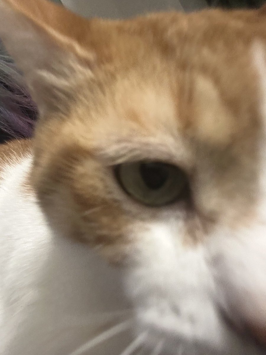 チャー坊 tweet media