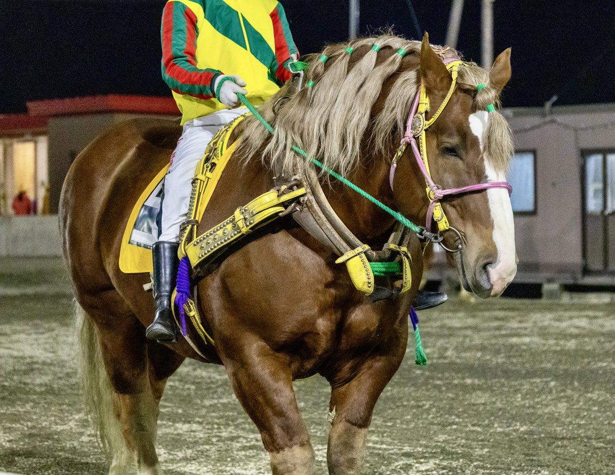 特徴的な馬名の馬。
よく見ると、馬格的に他の馬より小さい。
馬主さんは大きくなって競走馬として大成してほしかったんだろうなと伺えます。

しかし今は1000kgを超えてしかも超ムキムキ。
これはちゃんとでっかくなってるよね…？

 #帯広競馬場