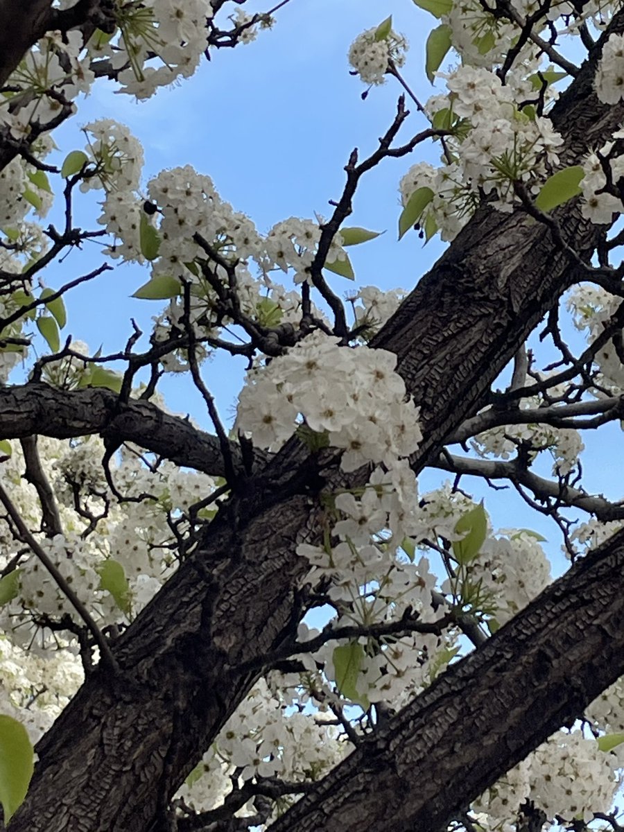 Nemo & the sharks tweet media