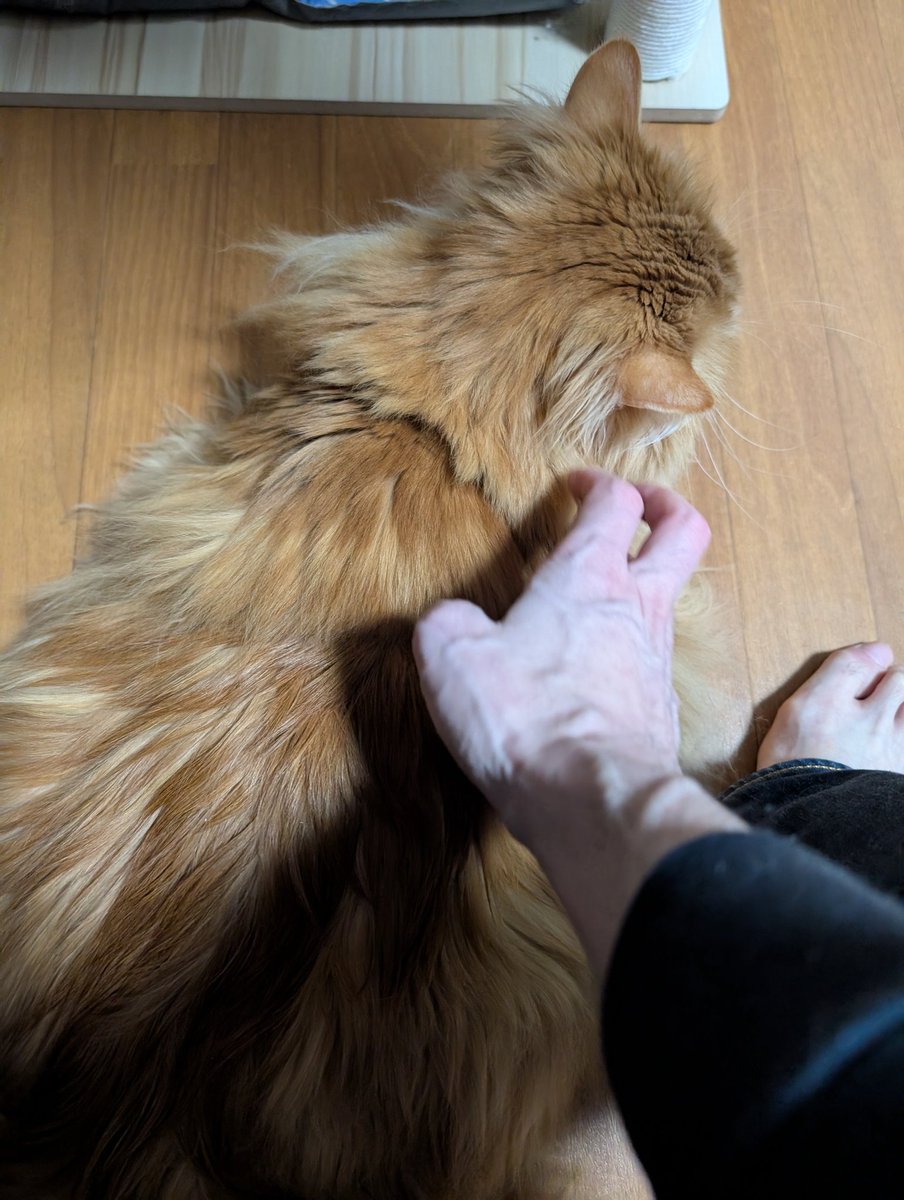 サンダー先生 tweet media