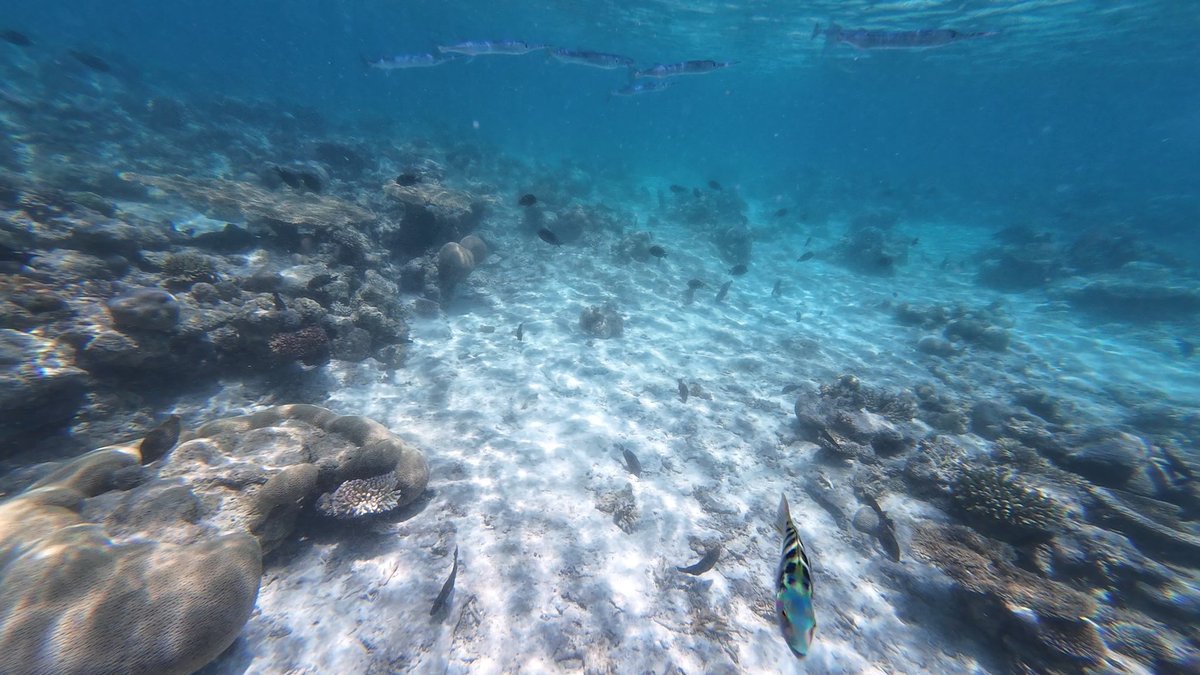 binlingual tweet media