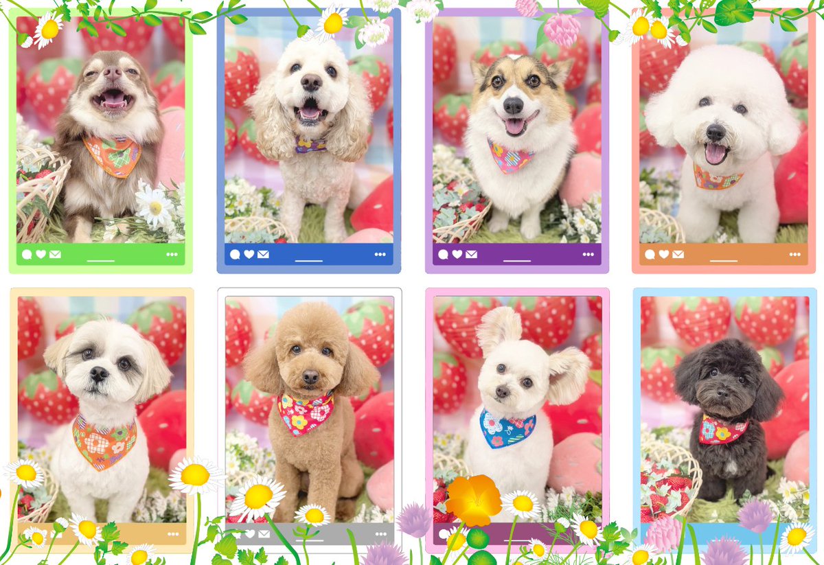 3/21 トリミングのお写真かも🦆

🌼instagram.com/p/DWJElnvE-nh/…
🍓instagram.com/p/DWJE0XvE7yJ/…
🌼instagram.com/p/DWJFoPkkzXQ/…

✼••┈✼┈••✼
#トリミングサロン
#ペットホテル
#戸塚区 #栄区 #横浜
#トイプードル #ポメプー #マルシーズー
#マルプー #Aコッカー
#ビションフリーゼ #チワワ #コーギー