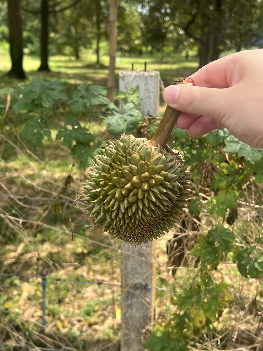 adamlee's tweet photo. Fallen Durians in Rayong, not many survive. https://t.co/cHEIcJ9nzT