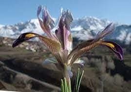 Optimist tweet media