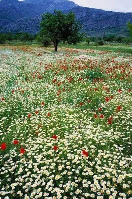 Optimist tweet media