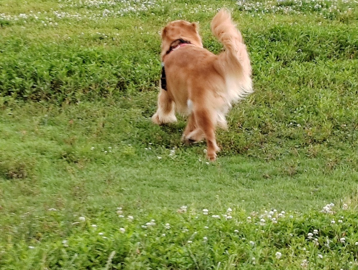 Elissandro tweet media