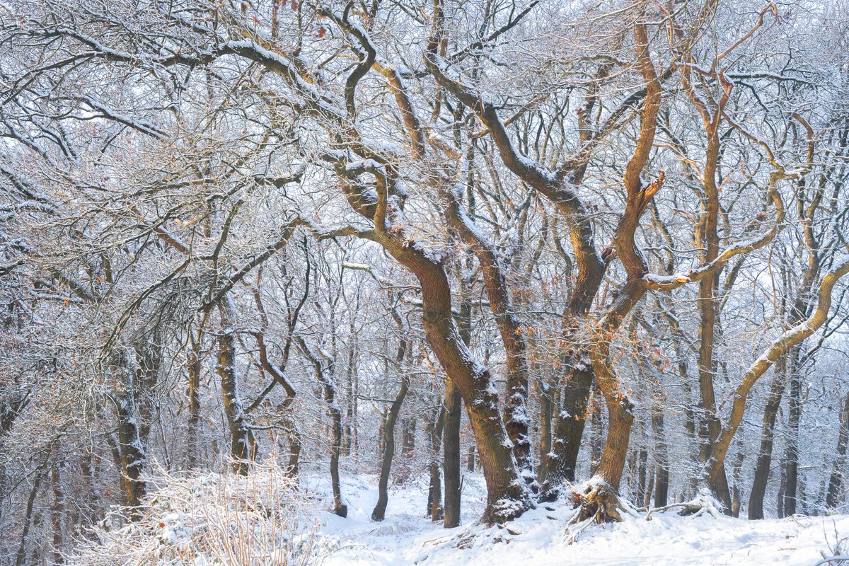 Albert Dros tweet media