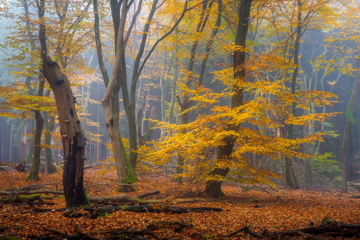 Albert Dros tweet media