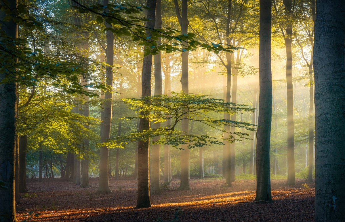 Albert Dros tweet media