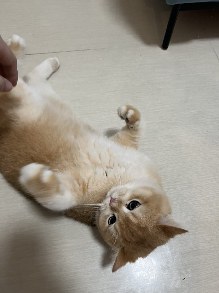 77D1087511's tweet photo. 世界上最好摸的肚子 https://t.co/MLtuPt4bvW