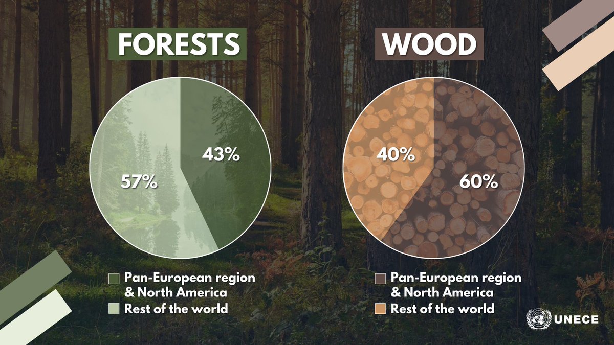 UNECE's tweet image. The Pan-European region &amp;amp; North America holds 43% of the world’s #forests &amp;amp; accounts for 60% of #wood provision 🪵

@UNECE supports the sustainable management of these forests, which are vital for #biodiversity, #climate action &amp;amp; economic development🌳

#InternationalDayOfForests