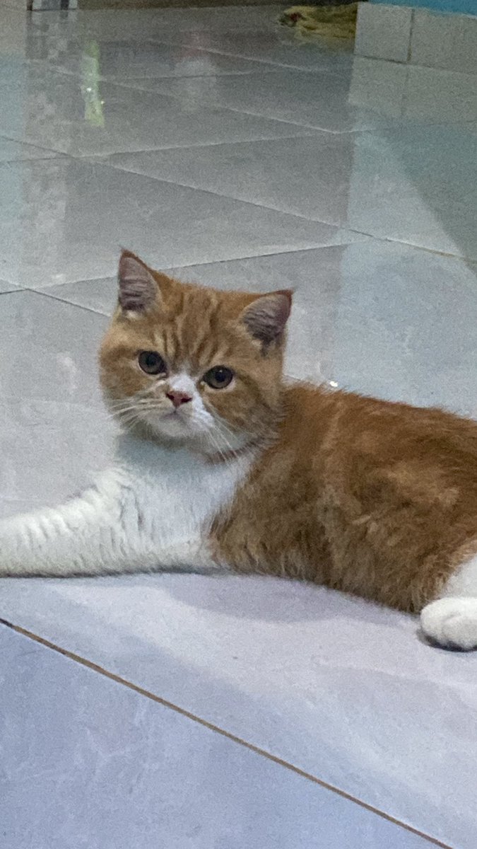 aexmbee's tweet photo. @baseconvo Thr wiskas 😺 https://t.co/kFem5EYFIt