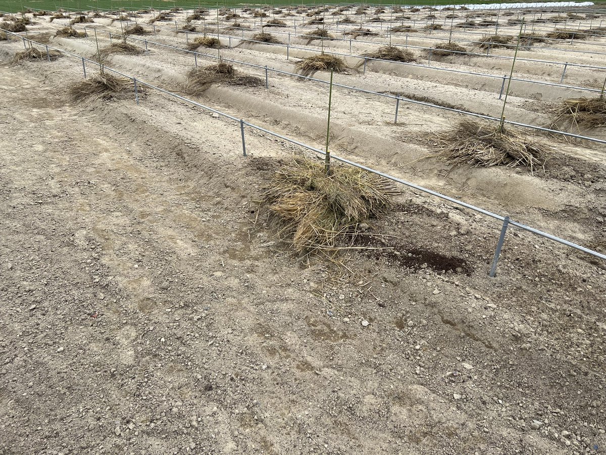 仮）りぃななファーム守衛室 tweet media