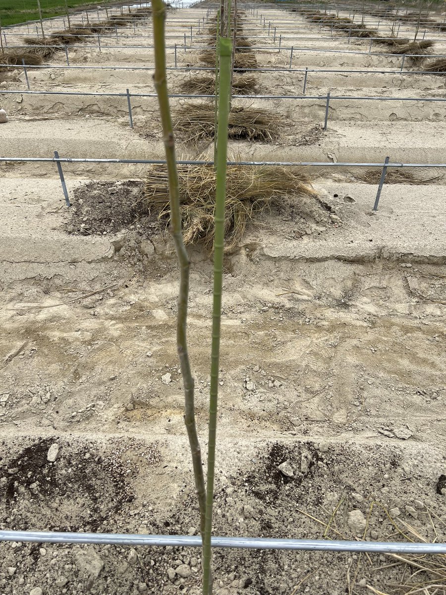 仮）りぃななファーム守衛室 tweet media