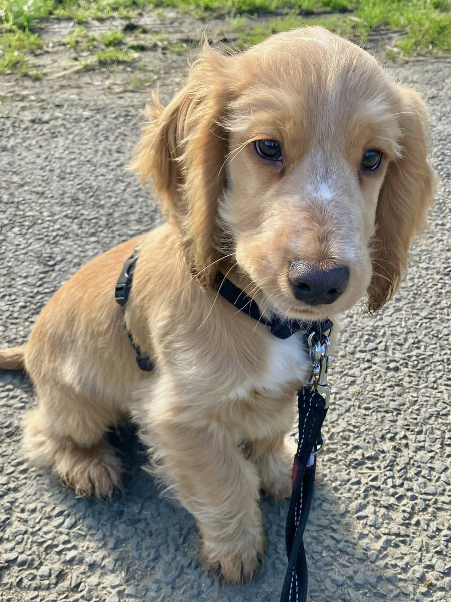 Hearing Dogs for Deaf People tweet media