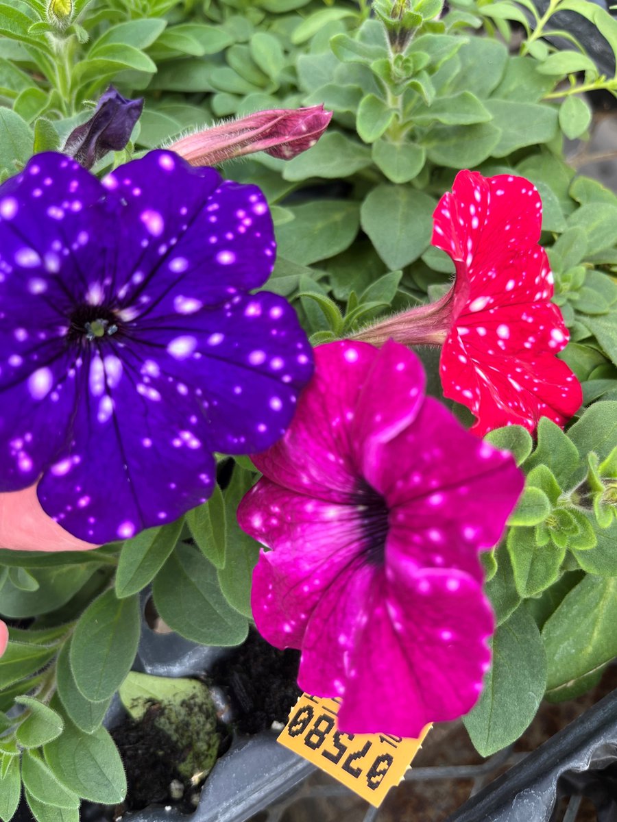 Master Nursery® Garden Centers tweet media