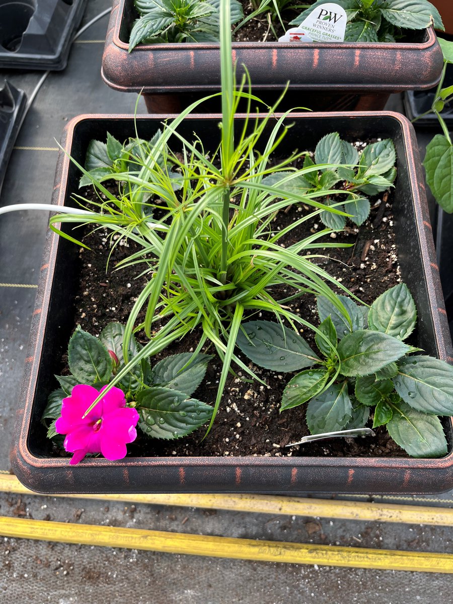 Master Nursery® Garden Centers tweet media