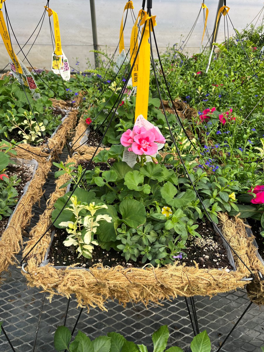 Master Nursery® Garden Centers tweet media