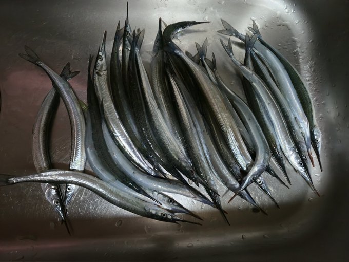 クロダイ狙いだったけどお!サヨリがどこにコマセ撒いても食ってくるからぁ!サヨリ釣りに切り替えたンゴ
24か5匹の大きいのだけ持ち帰って来たザマス
午前中釣りしてフルでサヨリ釣りだけしたら50は余裕で釣れるワ 