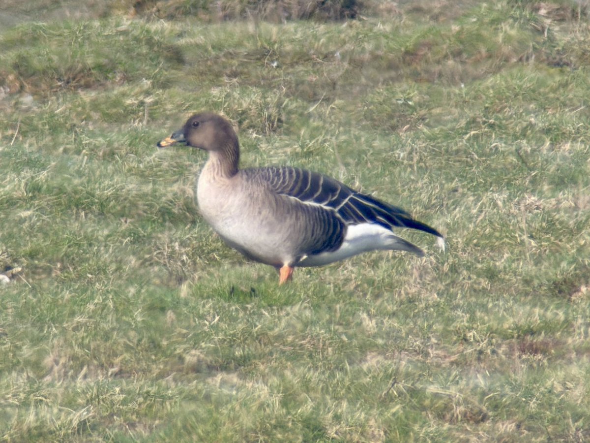 Stuart's birding tweet media