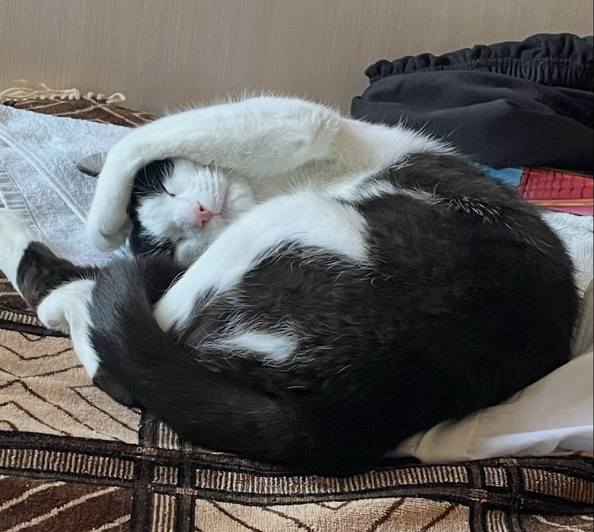 Спотикач tweet media