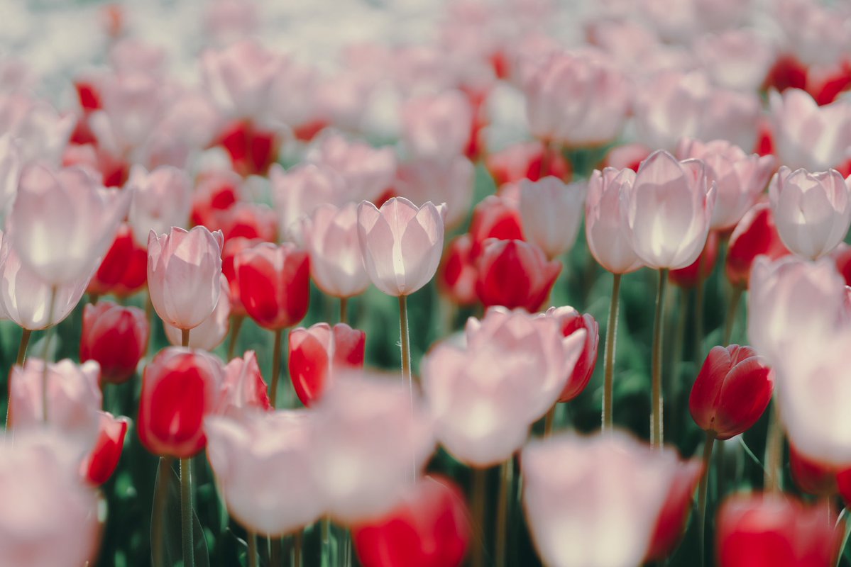 ᴍ ɪ ᴋ ᴜ ☁️ tweet media