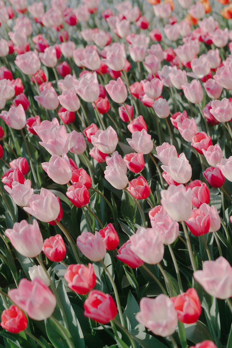 ᴍ ɪ ᴋ ᴜ ☁️ tweet media