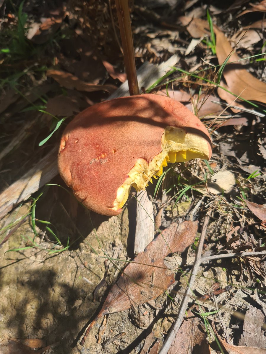 heterosexual thought leader 🌶🇵🇸 tweet media