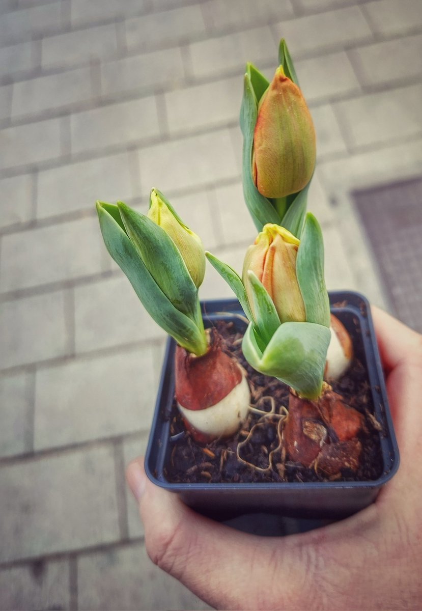 Sra_Disturbios tweet media