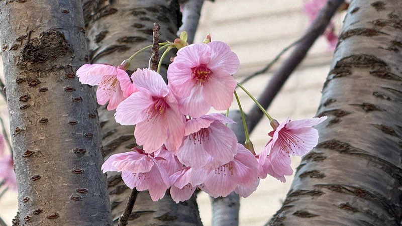 モーニング娘。feat.カリバディクス tweet media