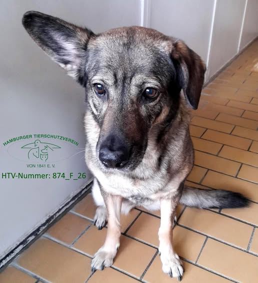 Hamburger Stadtteil St. Pauli 22767
Hund angebunden gefunden
Kopie
Diese grau-braune Schäferhund-Mischlingshündin mit schwarz-melierten Abzeichen wurde am 19.3.2026 auf der Reeperbahn/Königstraße in St. Pauli gefunden. Sie trug ein graues Nylonhalsband und war mit einer roten
