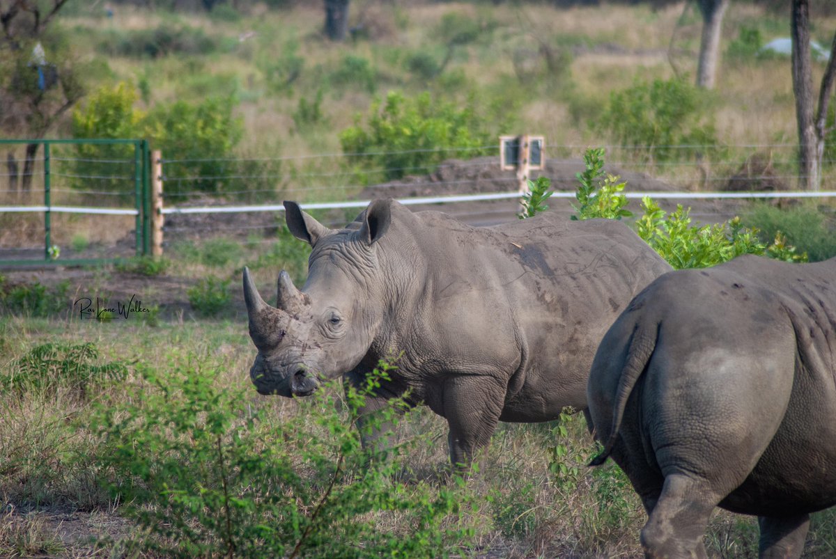 Ras Lone Walker𓉡𓁥 🇺🇬 ⭐ tweet media