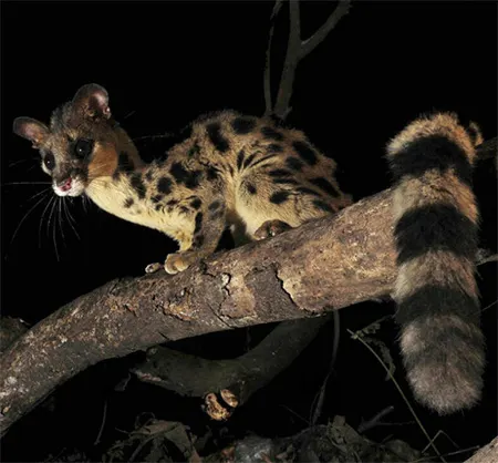 Lu Raposinha 🏴🌳🦊🍄‍🟫 tweet media