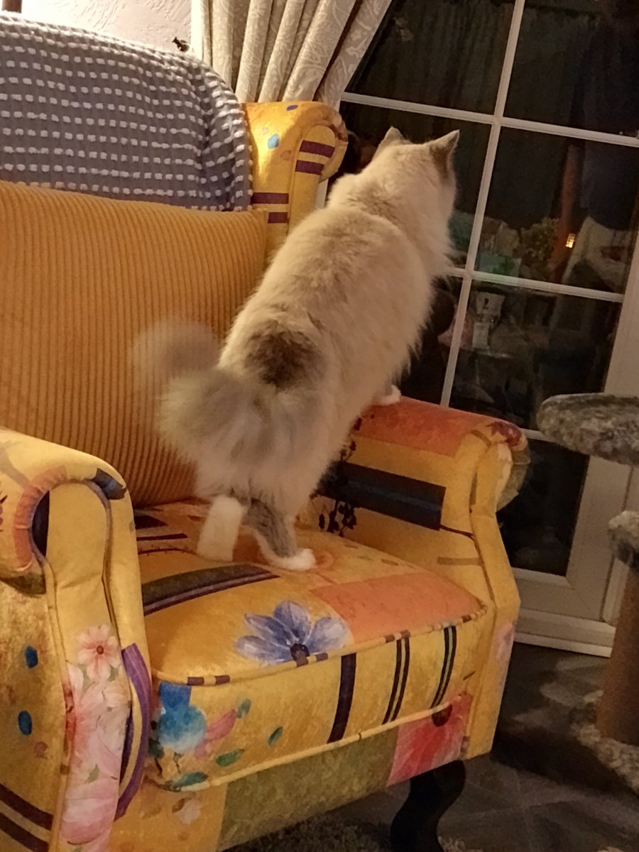 Cat Woman tweet media