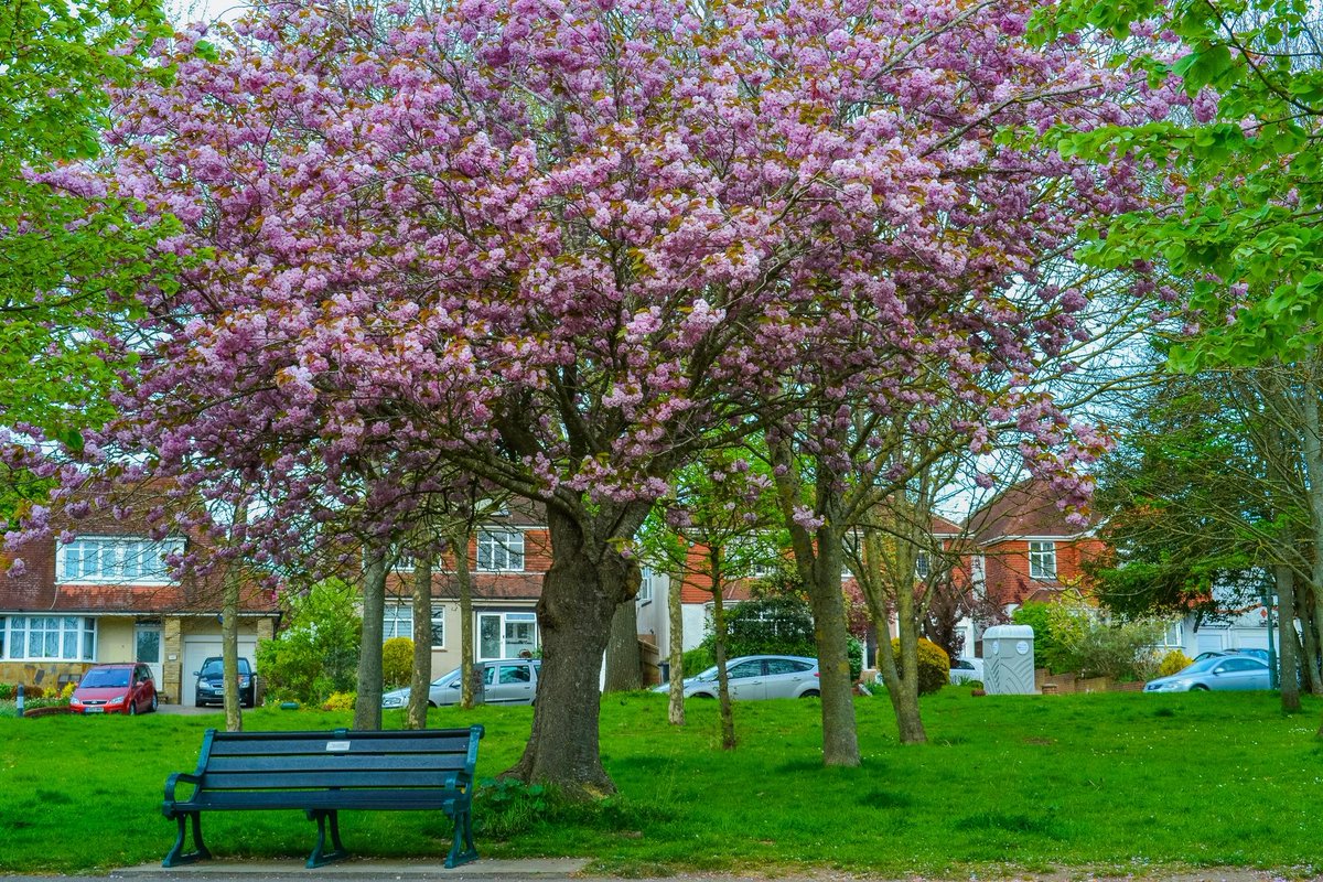 PicturesfromUK's tweet image. Cherry Blossom in England in the Spring 🏴󠁧󠁢󠁥󠁮󠁧󠁿
#HelloSpring #SpringWeather #CherryBlossom