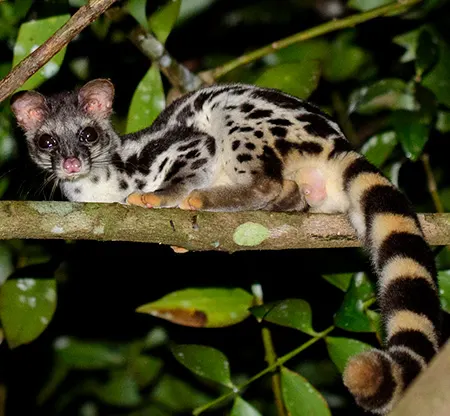 Lu Raposinha 🏴🌳🦊🍄‍🟫 tweet media