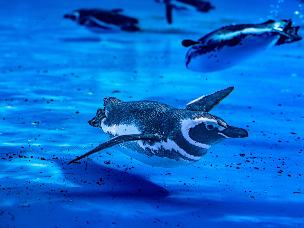 るるなっく tweet media