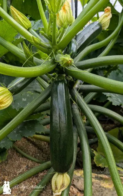 José Antonio Arcos tweet media