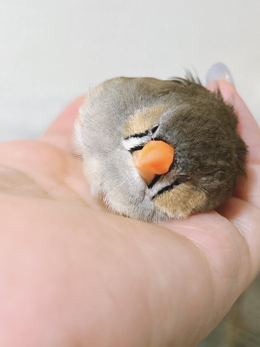 ハクサイーヌ（固定）@レタスの飼い主 tweet media