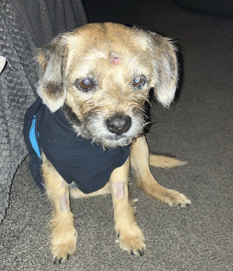 Bramble&Dotty tweet media