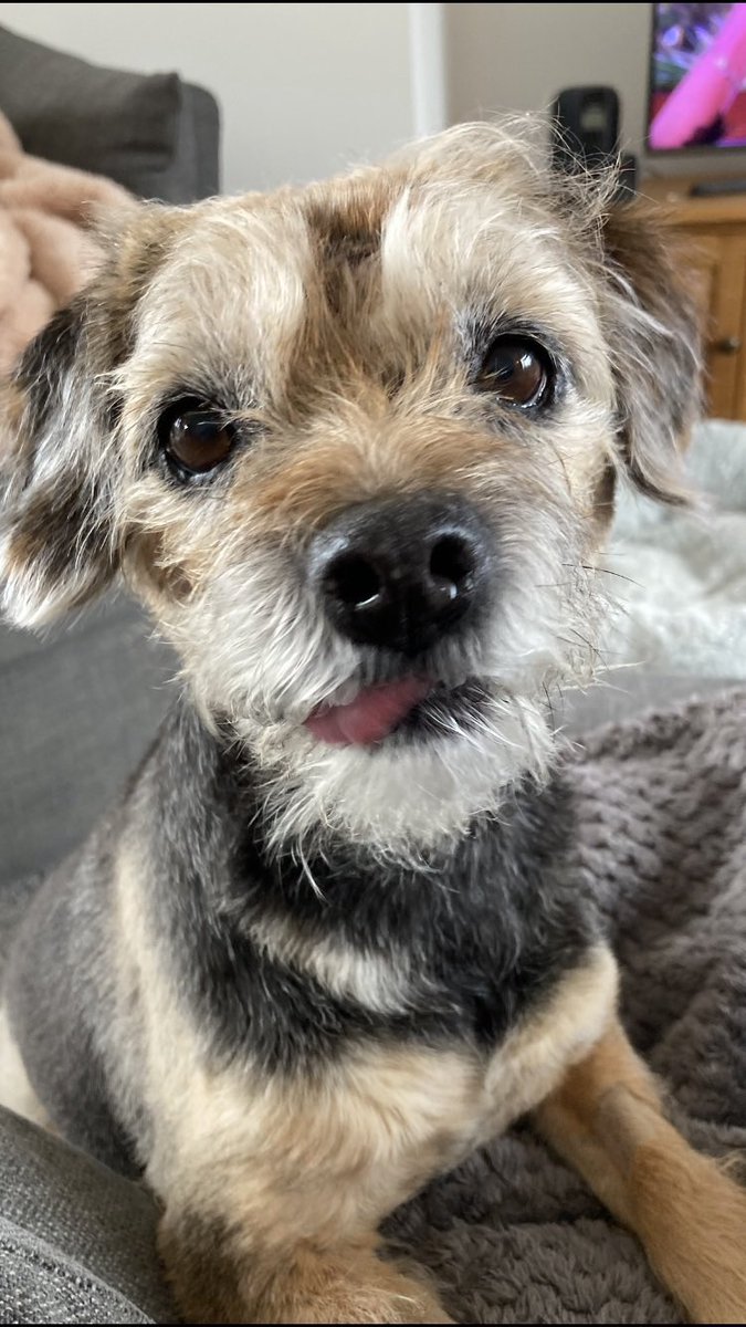 Bramble&Dotty tweet media