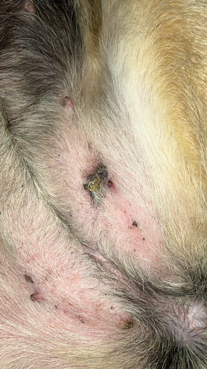 Bramble&Dotty tweet media