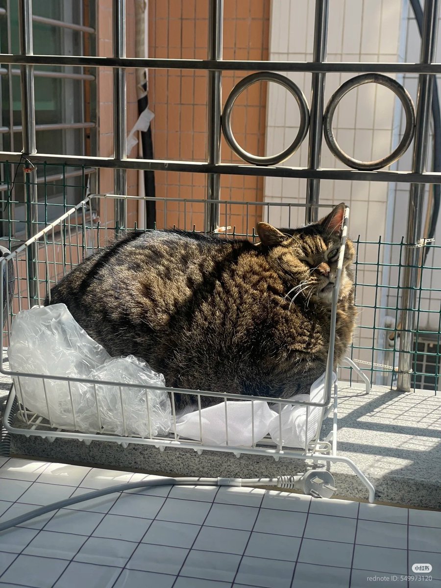 No Context Cats tweet media