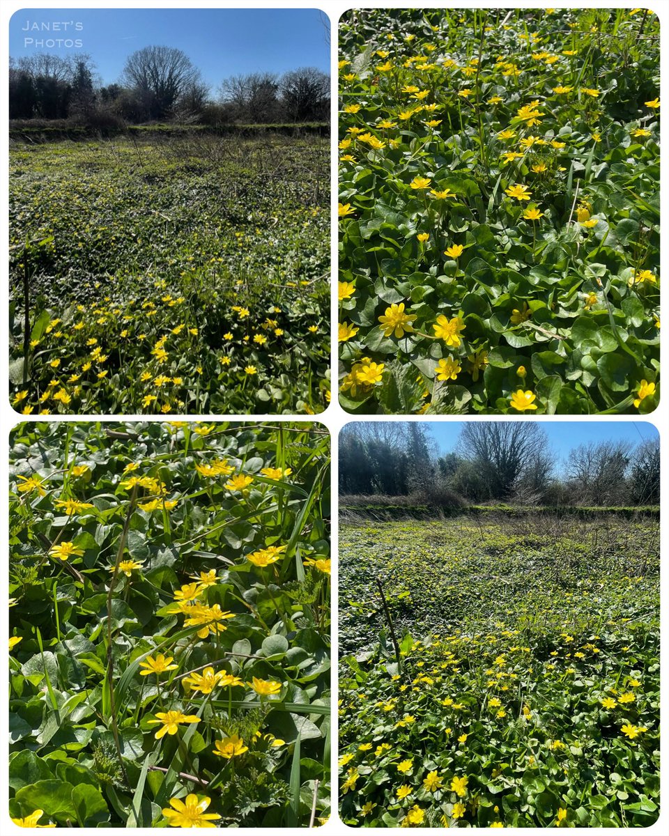 Jan 🌷🌿🦋 tweet media