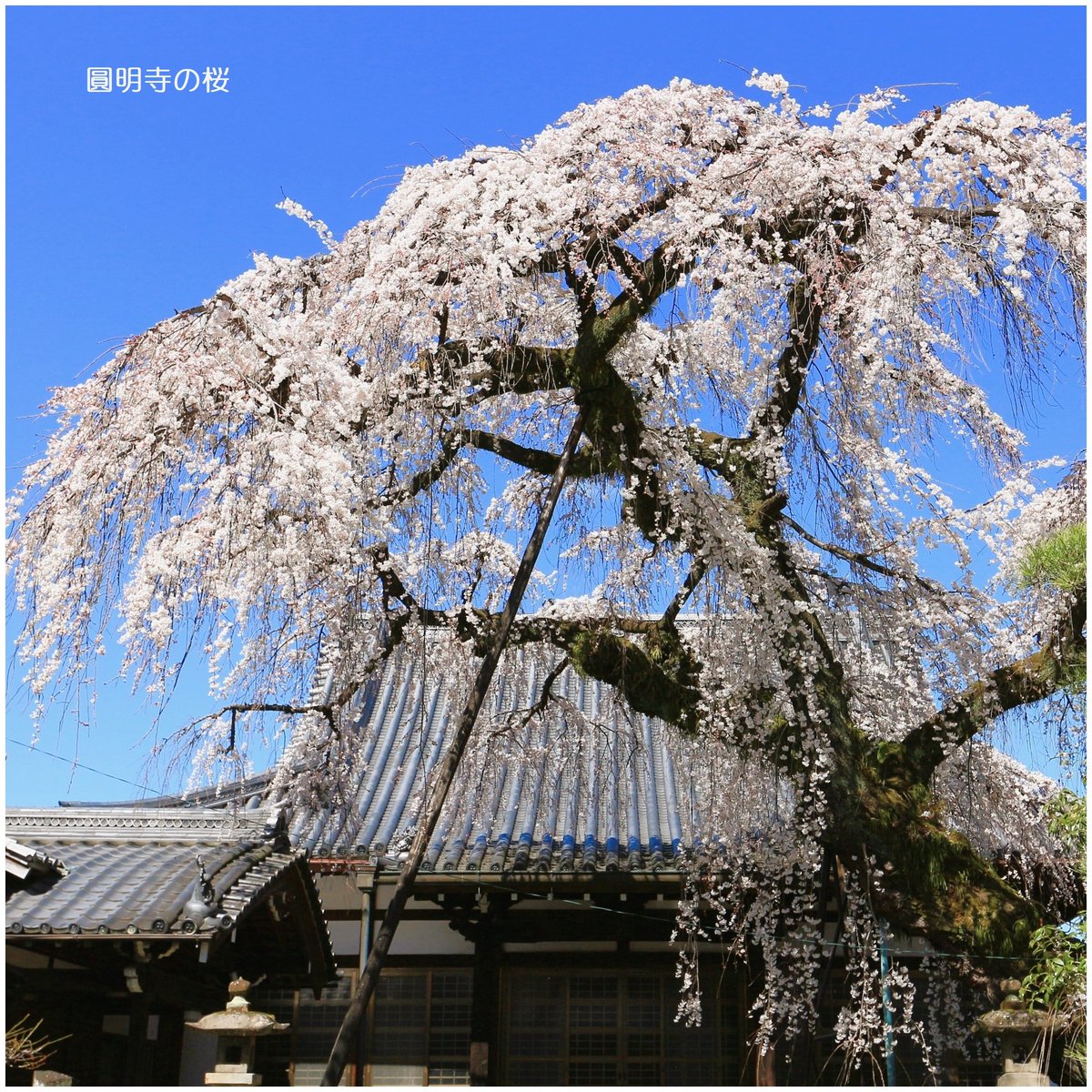 Y_599 ( JA2UIS) tweet media