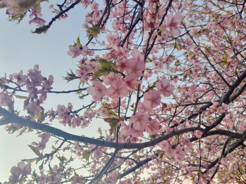 ぽてさん@ギャ発動ちう🤡🪽 tweet media